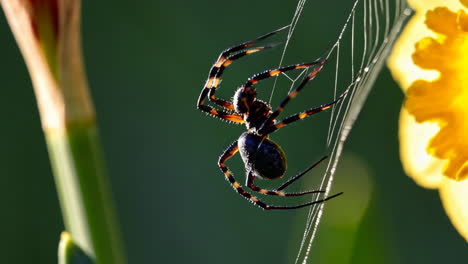 spider on a web near a flower