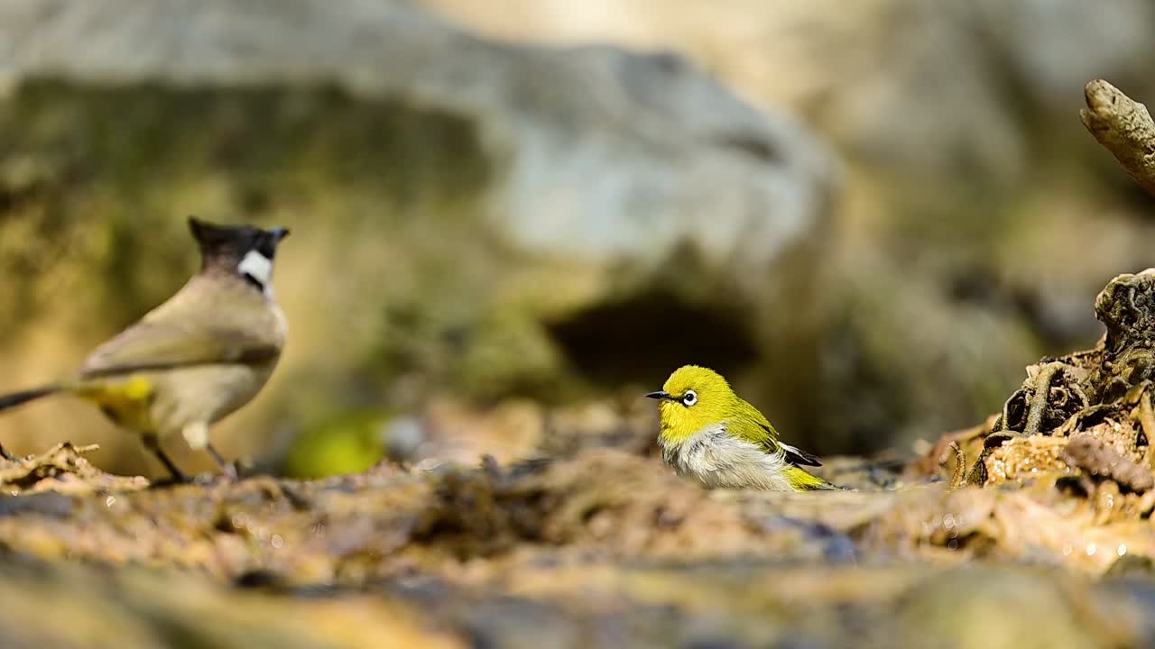 Paesaggio naturale pacifico che presenta un'autentica interazione della avifauna accanto a un ruscello boschivo che scorre.