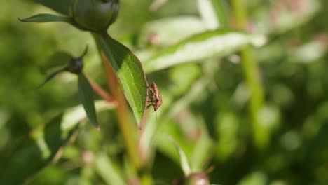 Striped-Shieldbug-Resting-on-a-Leaf