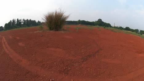 weeds growing on red soil