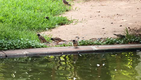 birds interacting near a pond in hong kong