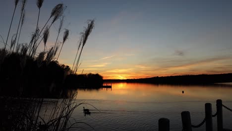 Dekoratives-Sumpfgras-Neben-Dem-Dock-Mit-Blick-Auf-Den-Friedlichen-See-Mit-Dramatischem-Sonnenuntergang,-Der-Sich-Auf-Der-Stillen-Wasseroberfläche-Widerspiegelt,-Während-Gänse-Durch-Die-Abendszene-Schwimmen