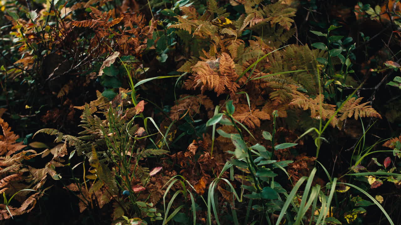 Close up of some flowers and grass in the forest in Norway