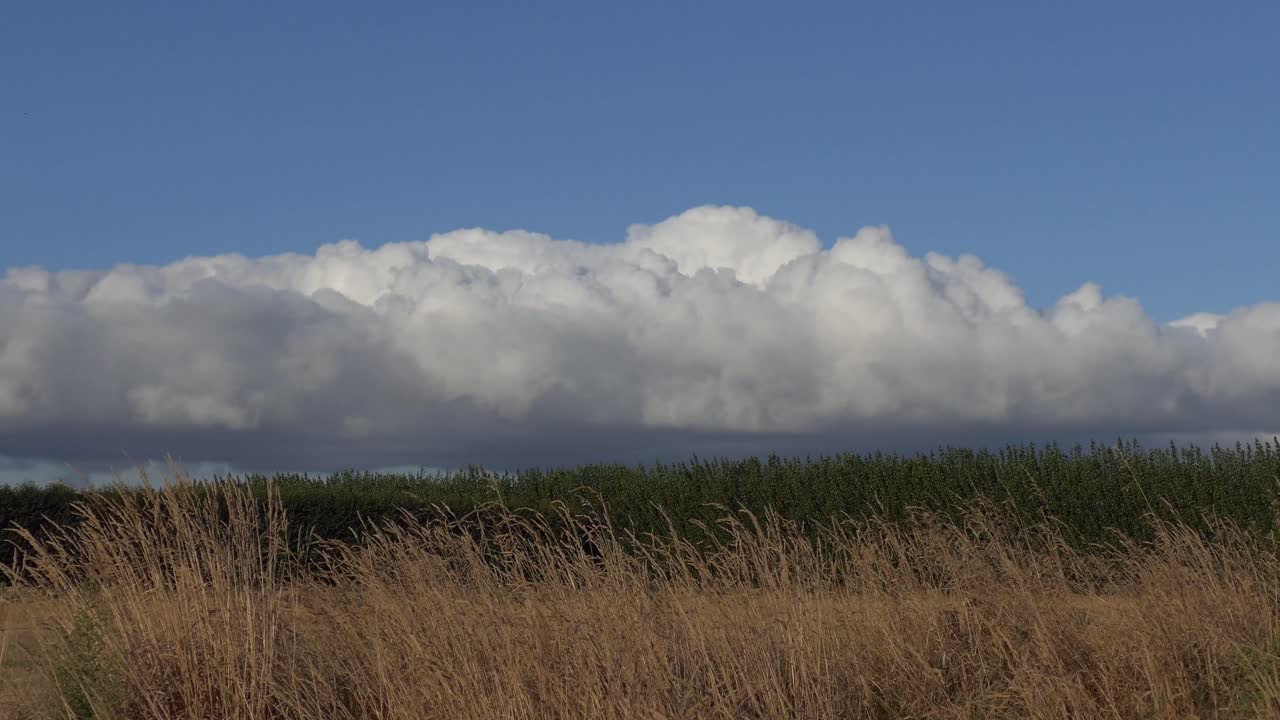 кучевое облако, освещенное заходящим солнцем, золотистая трава колышется под легким летним бризом - кентербери