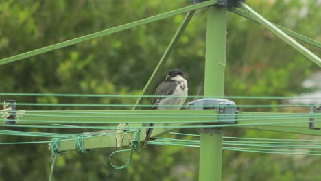 butcherbird perched on clothes washing line raining australia gippsland maffra victoria daytime medium shot