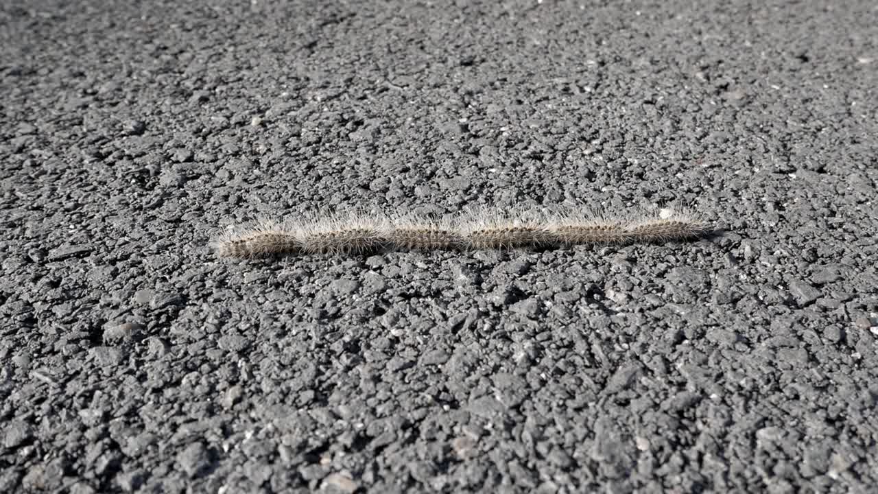 Pine processionary crawling on a road surface with a textured, dark asphalt background