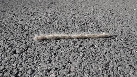 pine processionary crawling on a road surface with a textured, dark asphalt background