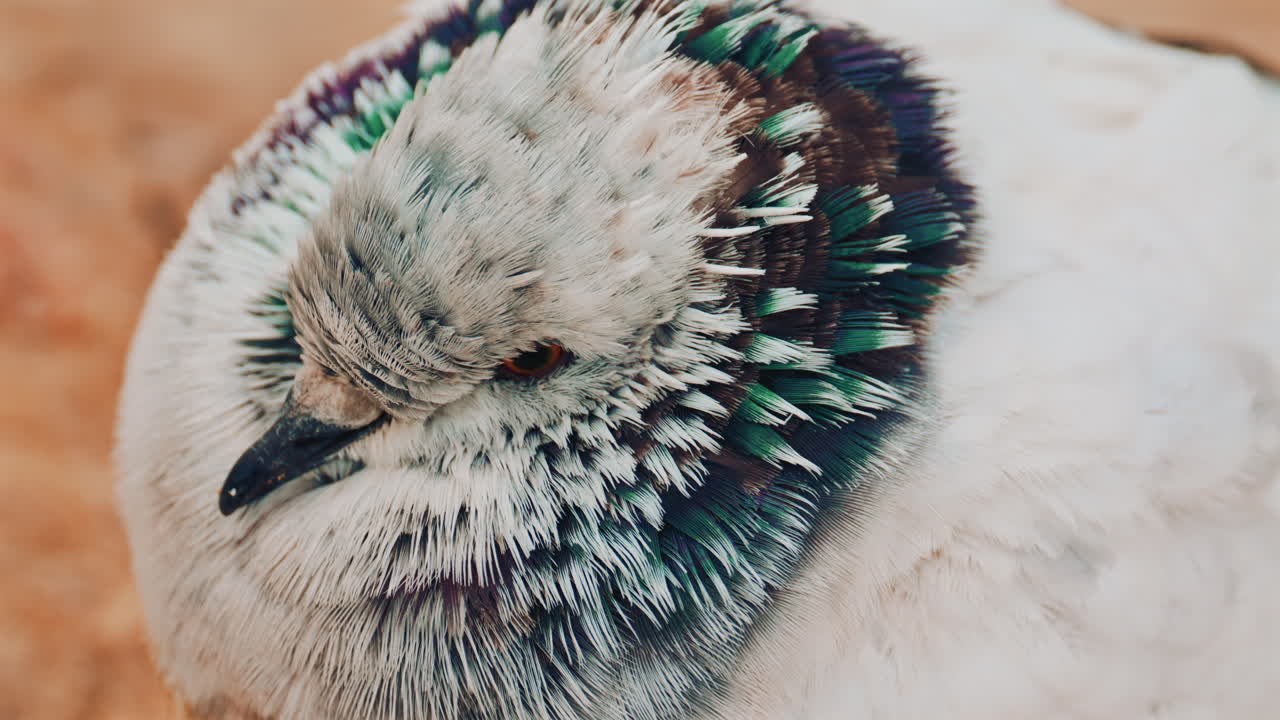 Close up o fa fluffy pigeon perched on a warm colored rock near the sea