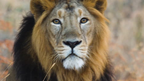 Front-on-Face-close-up-of-Male-Asiatic-Lion-as-he-looks-and-then-gets-up-in-Forest-called-Gir-in-India