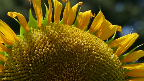 un girasol en un campo en tokio, japón