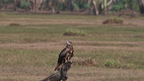 seen perched on top of a fallen tree looking around while other kites fly by, black-eared kite milvus lineatus pak pli, nakhon nayok, thailand