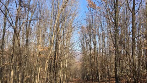 Walking-on-a-forest-road,-early-spring-season