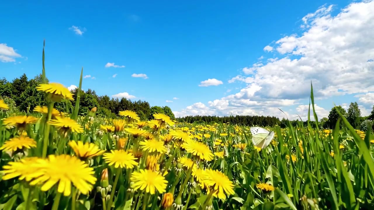 Un prato vibrante pieno di vivaci denti di leone gialli sotto un cielo azzurro limpido con nuvole soffici e alberi verdi lussureggianti in lontananza.