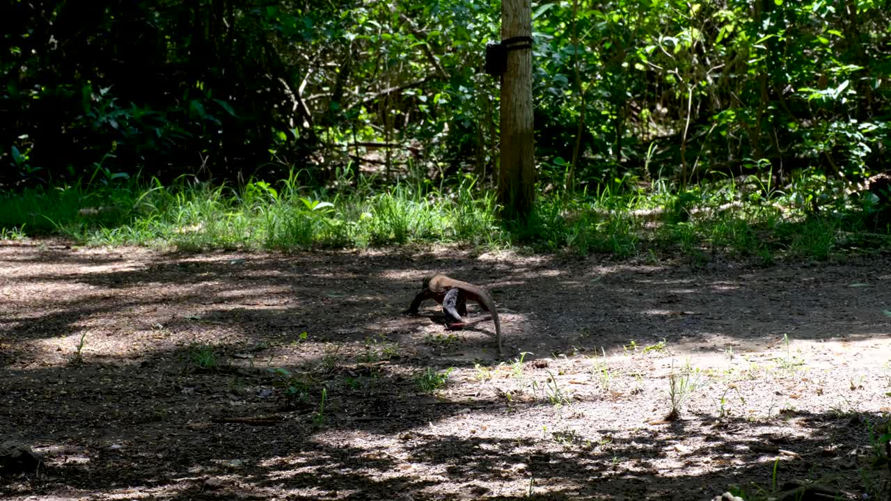 코모도 국립 공원, 코모도 섬, 인도네시아의 작은 순다 섬에서 야생 코모도 드래곤 걷기 및 혀 튕기기