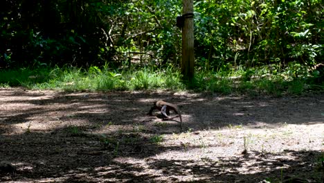 dragón de komodo salvaje caminando y moviendo la lengua en el parque nacional de komodo, isla de komodo, islas menores de la sonda de indonesia
