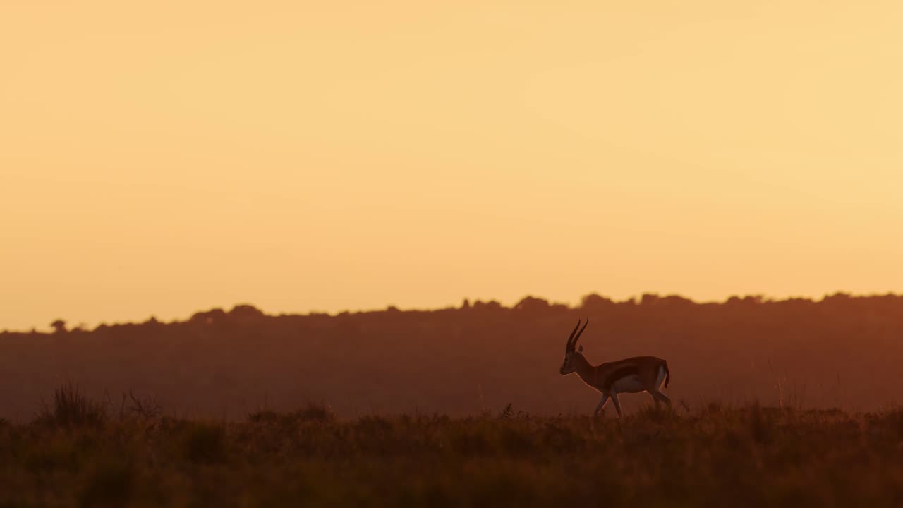 movimiento lento de thomsons gazelle antílope, fauna salvaje africana animales de safari al amanecer en naranja dorado puesta de sol luz del sol, dramática luz del sol, silueta de animales en maasai mara, kenya, áfrica