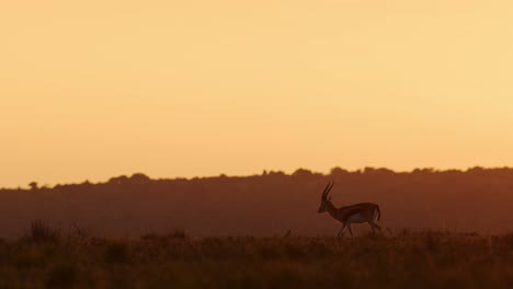 slow motion of thomsons gazelle antelope, african wildlife safari animals at sunrise in golden orange sunset sun light, dramatic sunlight, animal silhouette in maasai mara, kenya, africa