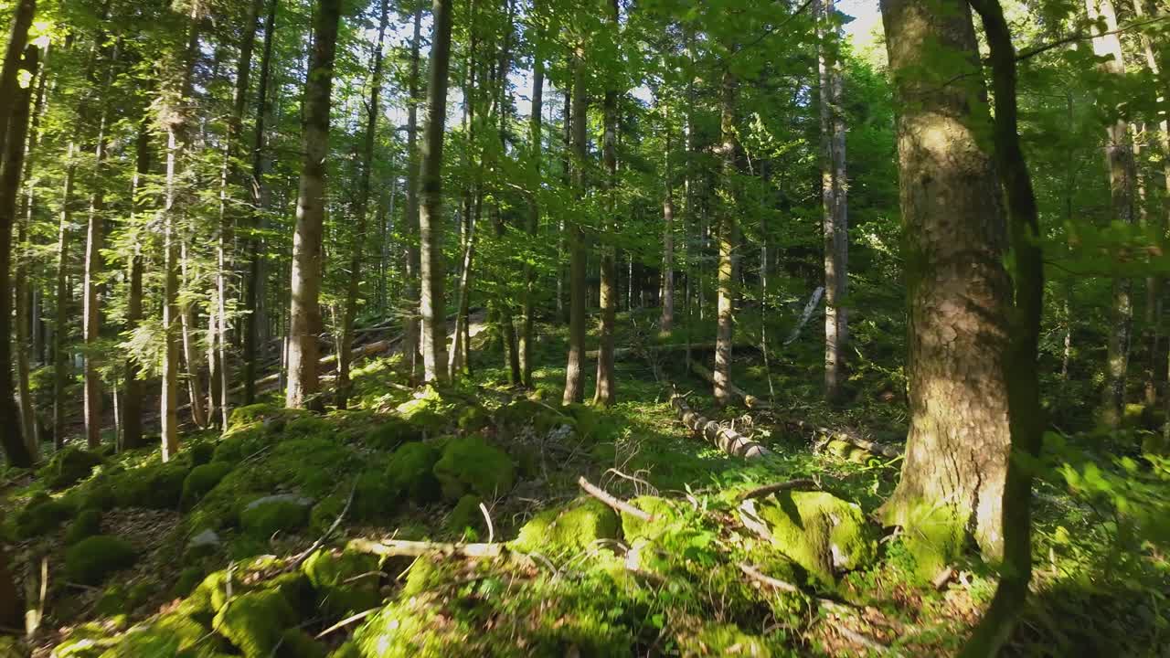 Volo veloce attraverso una fitta foresta tra gli alberi con un drone FPV che si muove agilmente tra la densa boscaglia di una cava, con la luce del sole che filtra tra gli alberi e il fogliame.