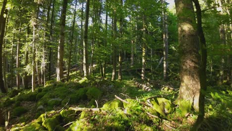 Fast-flight-through-a-thick-forest-between-trees-with-an-FPV-drone-weaving-between-dense-quarry-woodland-with-sunlight-shining-through-trees-and-foliage