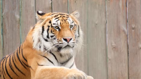 a large tiger lies and rests in the zoo. yellow tiger close up. 4k video