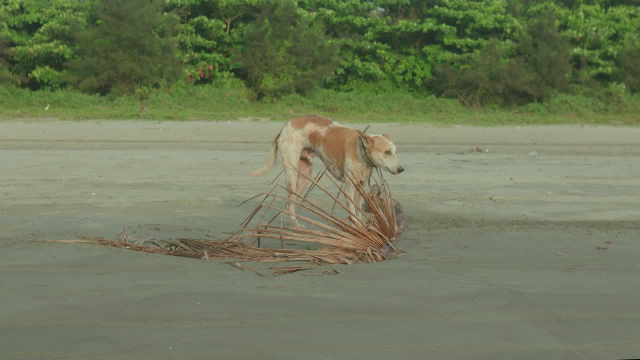 un lindo perro canino está de pie en una playa con un montón de palos a su alrededor en la india