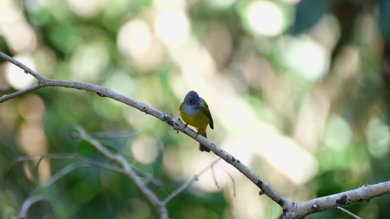 Grey-headed Canary-flycatcher, Culicicapa ceylonensis