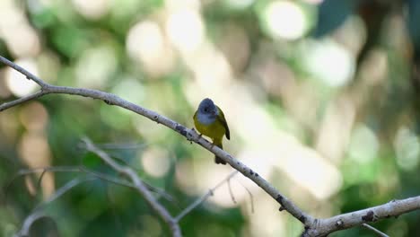 Grey-headed-Canary-flycatcher,-Culicicapa-ceylonensis