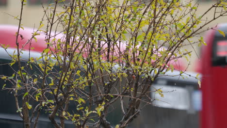 rainy day with green tree branch and red bus