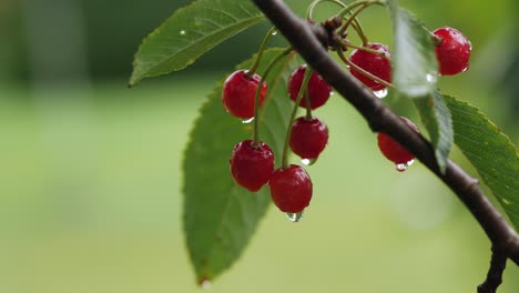 Drops-of-water-on-cherries-hanging-from-branch,-close-up