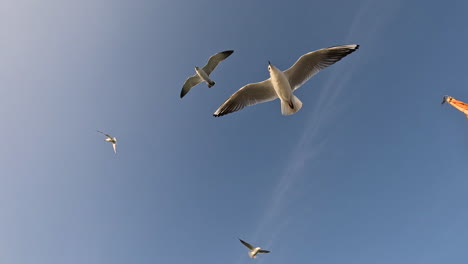 En-Un-Fondo-De-Vídeo-Minimalista,-Las-Gaviotas-Bailan-Sobre-El-Lienzo-De-Un-Tranquilo-Cielo-Azul,-Creando-Una-Escena-Serena-Y-Fascinante-Que-Captura-La-Belleza-Etérea-Del-Vuelo-Y-Los-Cielos-Abiertos.