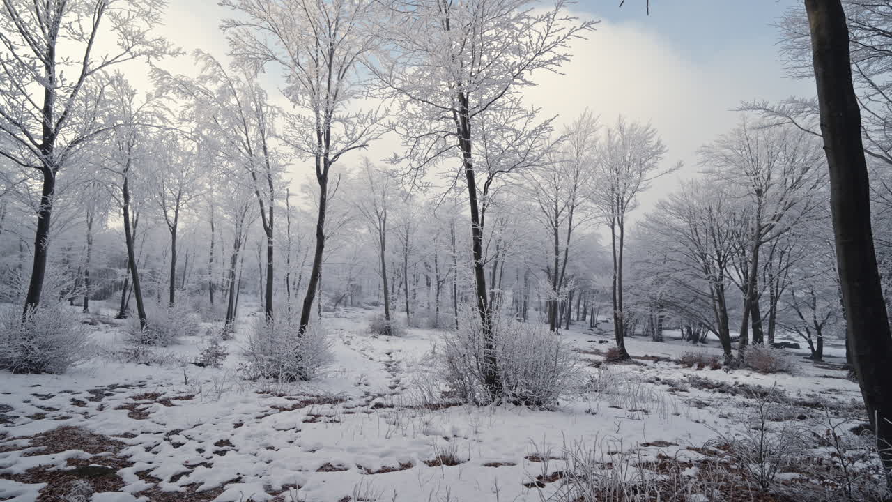 Snow-covered trees in a winter forest with frost on branches, peaceful and serene