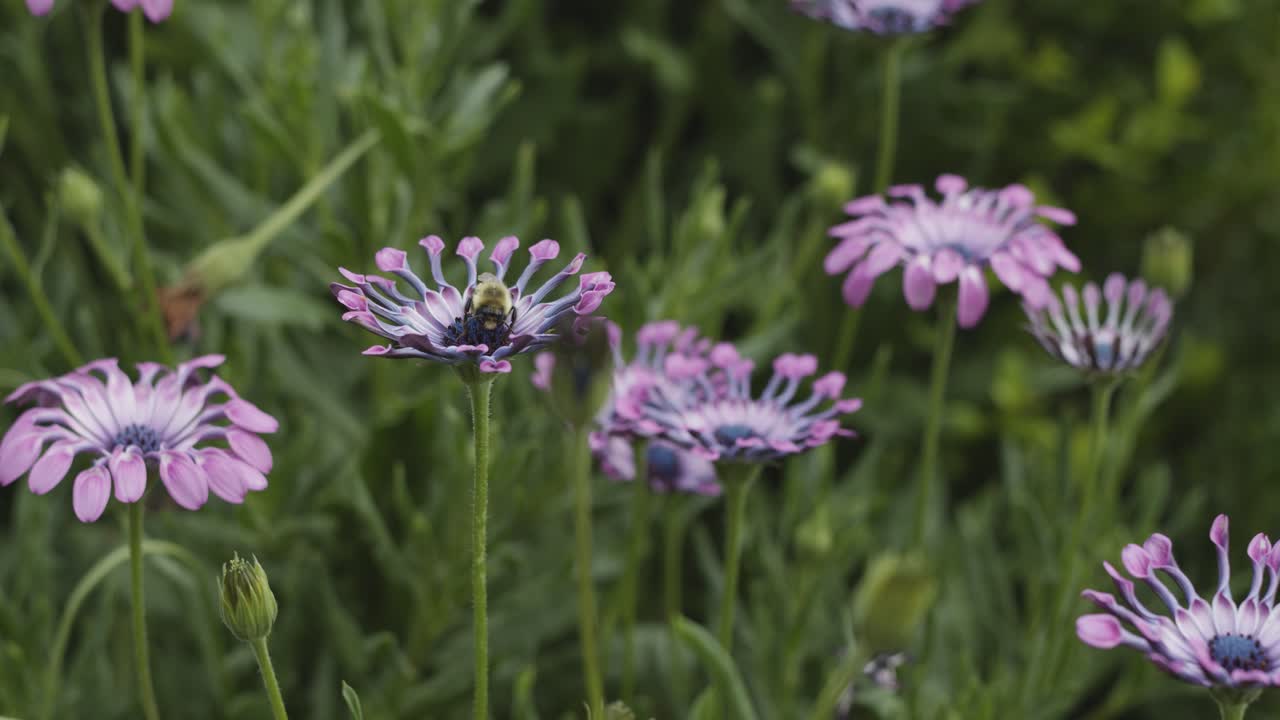 la abeja no se mueve sobre una hermosa flor violeta