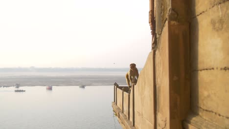 singe marchant le long d'un mur