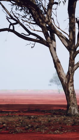 a single tree stands in a red desert landscape