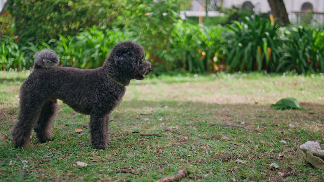 Playful woman interacting dog in green park closeup. Lady enjoying playtime pet
