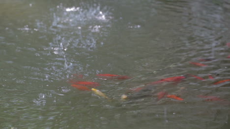 Golden-fishes-in-turbidness-water