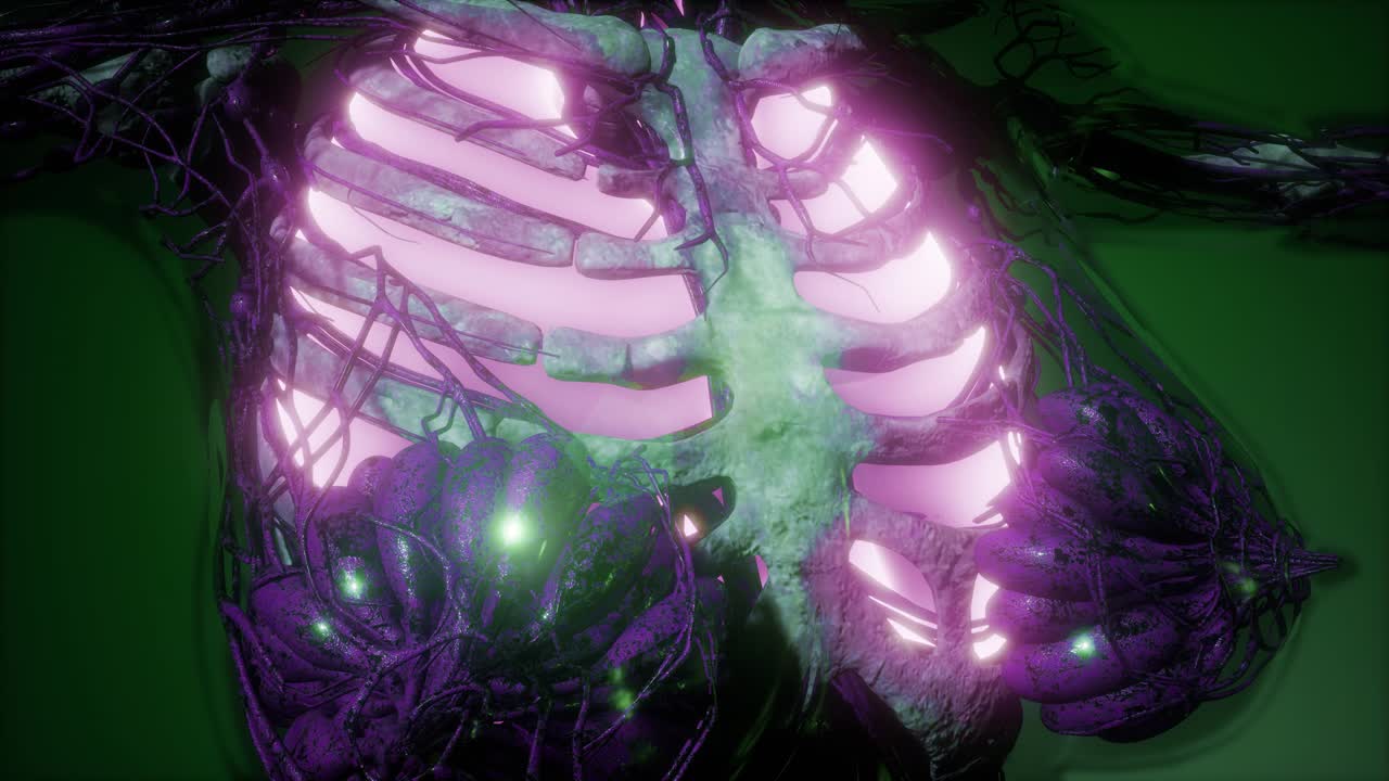 cuerpo humano con pulmones visibles