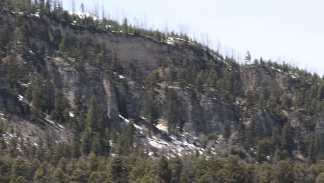 forested yellowstone mountains during spring