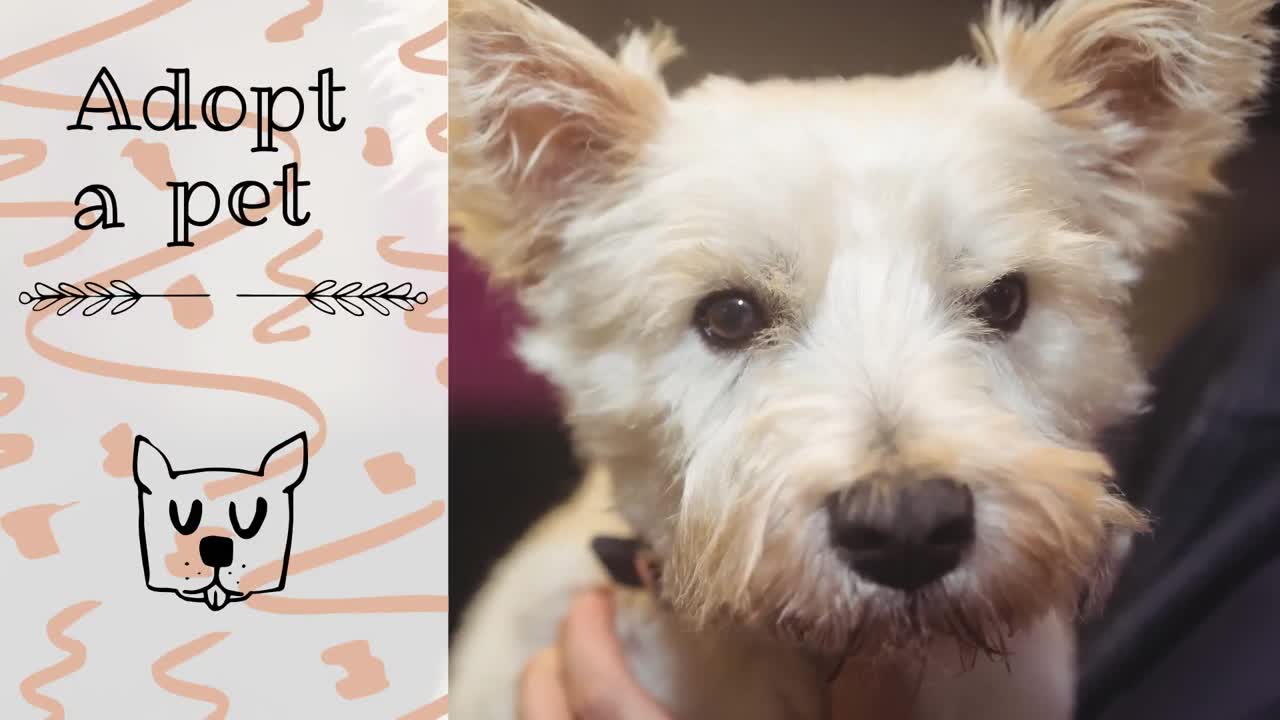 개 아이콘과 개 위에 애완동물 텍스트를 채택하는 애니메이션