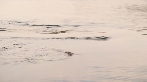 Closeup-shot-of-water-flowing-in-a-river-stream-in-India