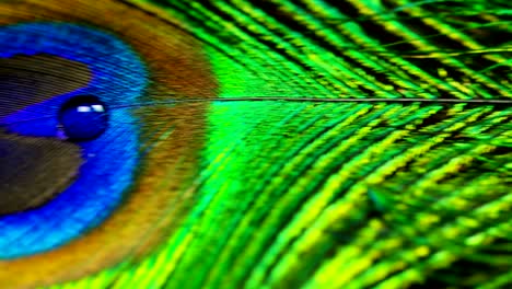 close up or macro of a colorful peacock feather with a drop resting on. the peacock feather full of colors and textures is elegant and decorated.