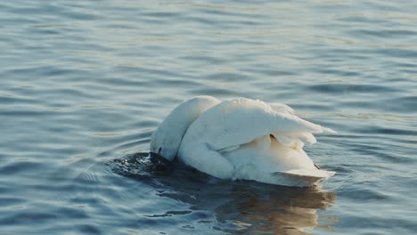 swan preening on water