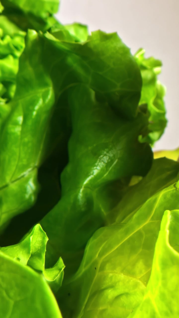 Fresh green lettuce leaves with crisp texture are shown in close-up, highlighting natural veins and vibrant color under soft lighting. Vertical video