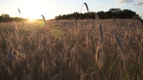 Oreja-De-Grano-De-Trigo-Con-Una-Suave-Brisa-En-Horas-Doradas-En-El-Campo,-Tierra-De-Campo-Agrícola,-Concepto-De-Inflación-De-Crisis-Alimentaria