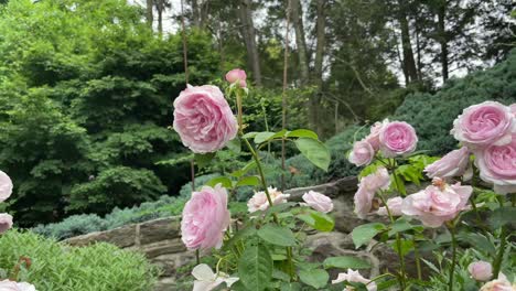 Hermosas-Flores-En-Un-Jardín-Bien-Cuidado