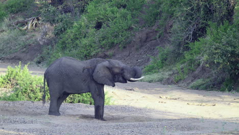 African-elephant-drinking-from-a-dug-hole-in-a-dry-riverbed,-Close-up