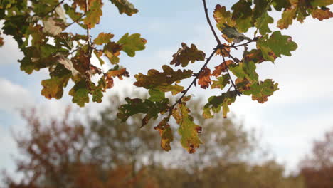 Herbst---Herbstfarbener-Zweig,-Der-Sich-In-Zeitlupe-Im-Wind-Wiegt