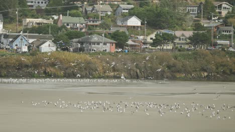 Seagulls-colony-flying-in-circles-at-the-beach-near-the-houses-on-stormy-day