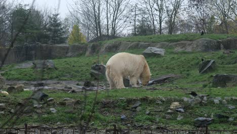 Weißer-Eisbär,-Der-In-Der-Wildnis-Auf-Dem-Boden-Weidet