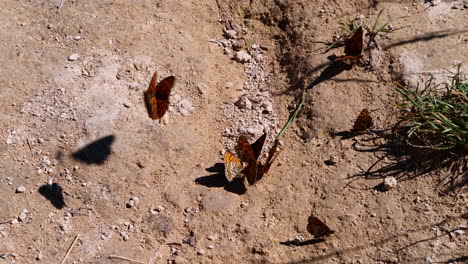 orange butterflies are looking for food on the ground